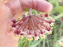 Asclepias albens