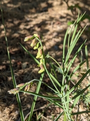 Lathyrus pannonicus asphodeloides