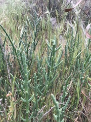 Arthroceras subterminale