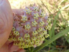 Asclepias albens