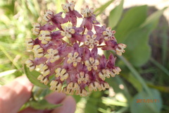Asclepias albens