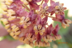 Asclepias albens