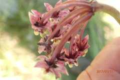 Asclepias albens