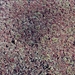 Azolla nilotica - Photo (c) i_c_riddell, some rights reserved (CC BY), uploaded by i_c_riddell