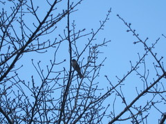 Hypsipetes amaurotis