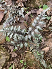 Athyrium niponicum