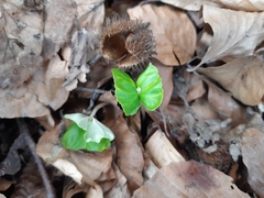 Fagus sylvatica — photo 3