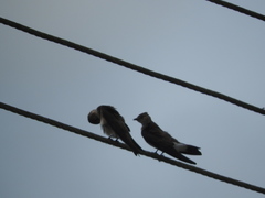 Stelgidopteryx serripennis ridgwayi