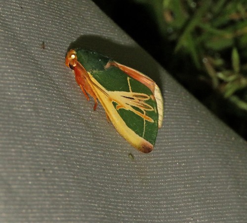 Moresa hieroglyphica