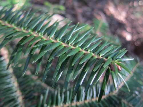 Image of Abies firma by (c) Marco Mussita, some rights reserved (CC BY)