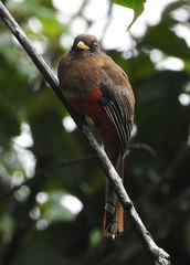 Trogon collaris