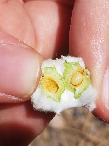 Cotton-gall Tephritid