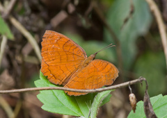 Ariadne specularia