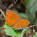 Banded Castor - Photo (c) djhiker, some rights reserved (CC BY-NC), uploaded by djhiker