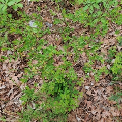 Baptisia nuttalliana