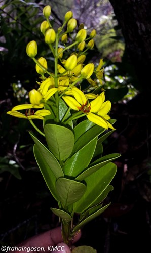Tristellateia madagascariensis