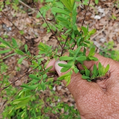 Baptisia nuttalliana