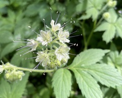 Hydrophyllum fendleri