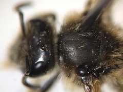 Lasioglossum titusi