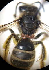 Lasioglossum titusi