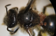 Lasioglossum titusi