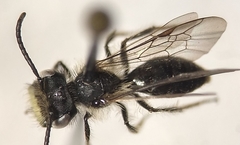 Andrena anisochlora