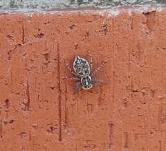 Menemerus semilimbatus