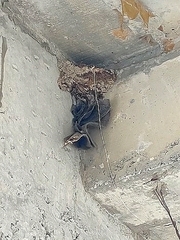 Ptyonoprogne concolor