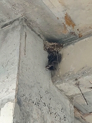 Ptyonoprogne concolor