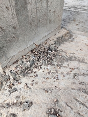 Ptyonoprogne concolor