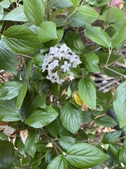 Viburnum carlesii