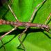 Tectarchus - Photo (c) Steve Kerr, algunos derechos reservados (CC BY), subido por Steve Kerr