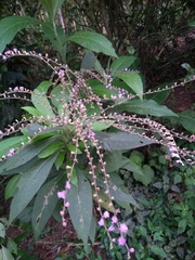 Cyrtocymura scorpioides