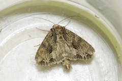 Apamea monoglypha