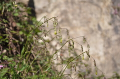 Silene nutans