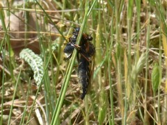 Pamponerus germanicus