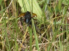 Pamponerus germanicus