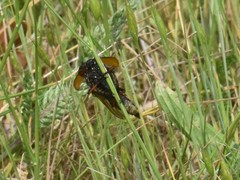 Pamponerus germanicus