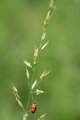 Clytra laeviuscula