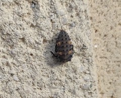 Coccinella septempunctata