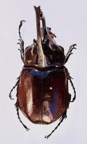 Centaurus Beetle