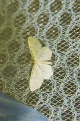 Idaea fuscovenosa