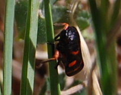 Cercopis intermedia, Prades-le-Lez, France, photo 5 of 10