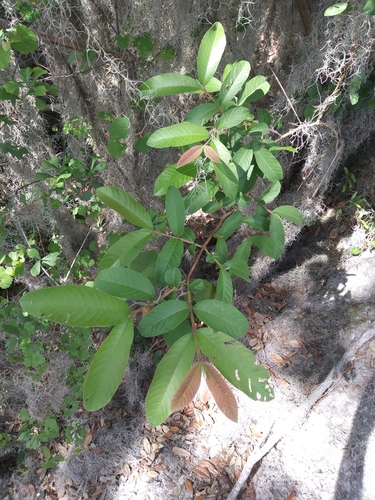 Psidium guajava