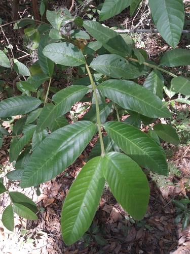 Psidium guajava