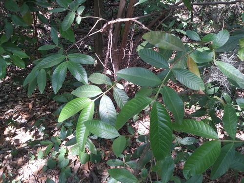 Psidium guajava