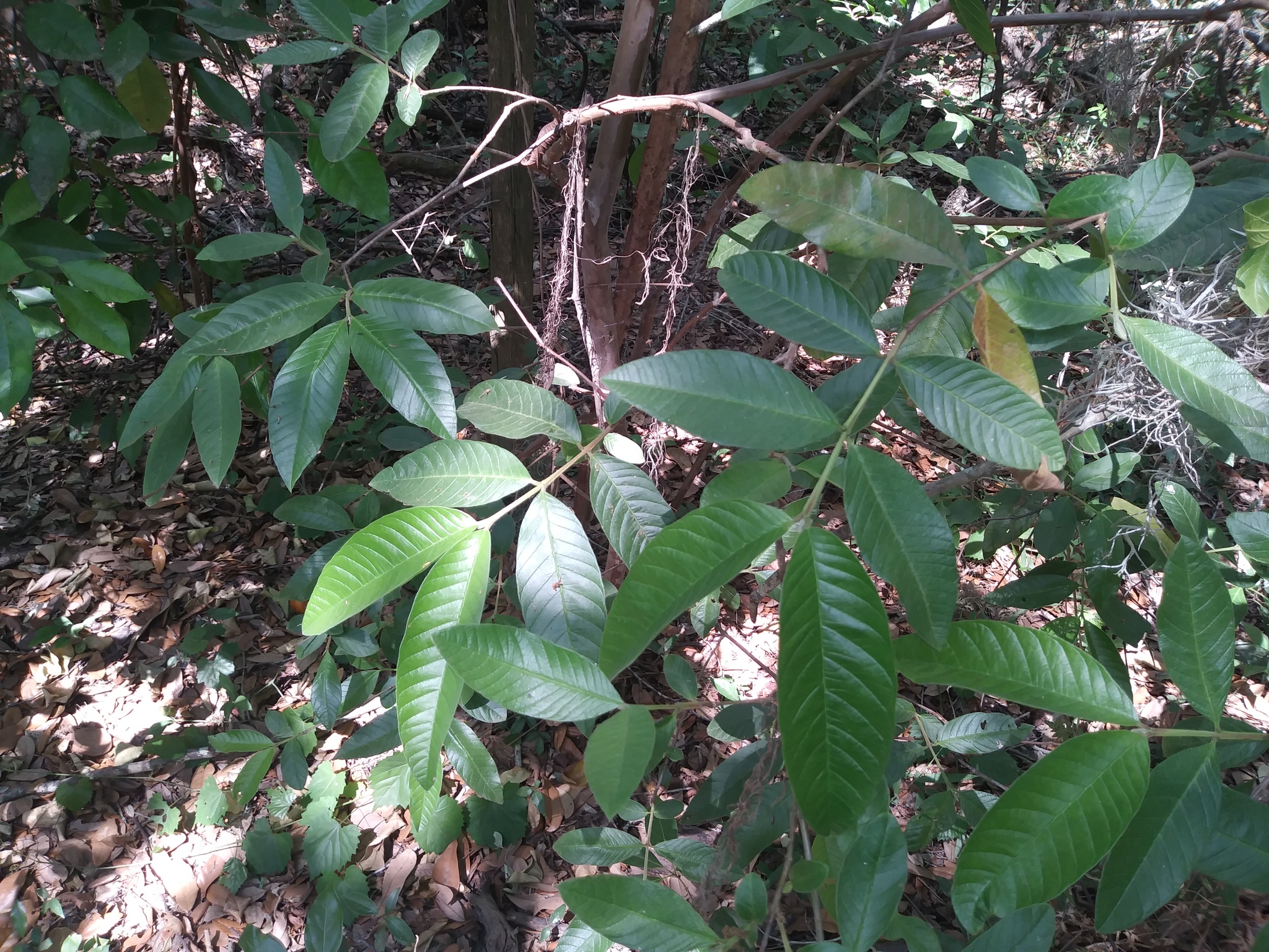 Псидиум гуайява (Psidium guajava): происхождение и применение — фото 3