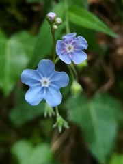 Omphalodes nitida