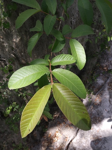 Psidium guajava