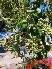 Ligustrum